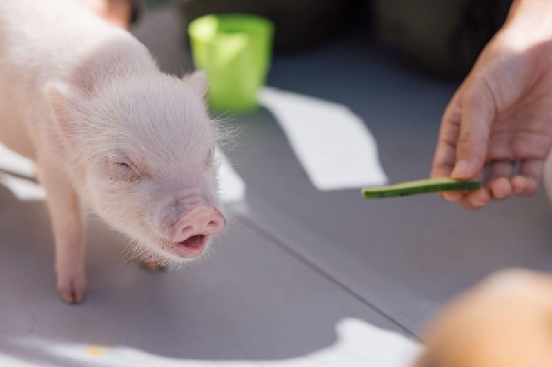 Private Room Micro Pig Cafe with Piglet Interaction and Treat Feeding Experience (Yokohama) - What the price includes