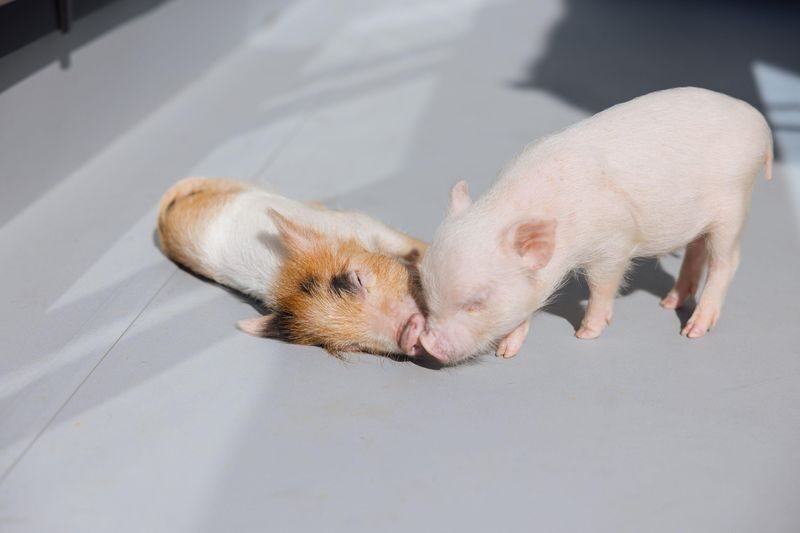 Private Room Micro Pig Cafe with Piglet Interaction and Treat Feeding Experience (Yokohama) - Getting there and keeping the booking simple