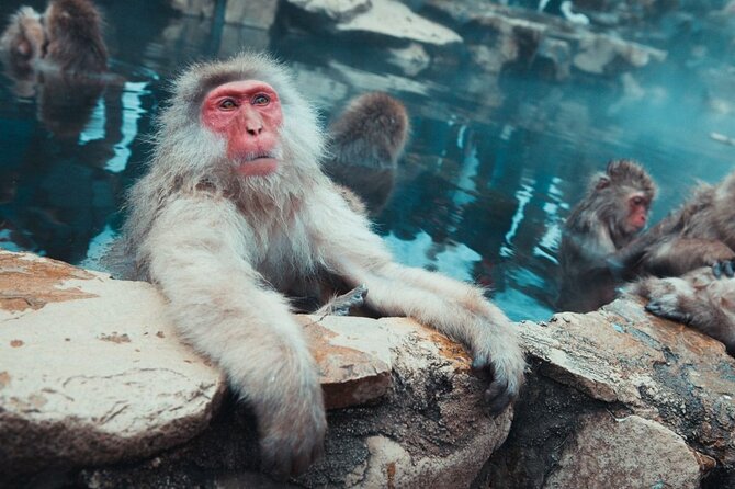 Private Roundtrip Transport: To/From Snow Monkey Park - Pricing and Booking Details