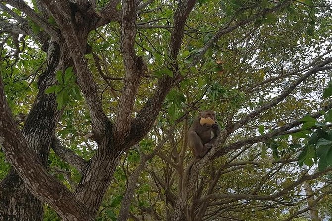 Private Rountrip Transfer to Marble Mountain - Monkey Mountain - Dragon Bridge - Discovering the Charm of Monkey Mountain