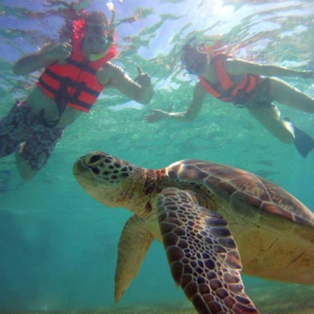Private Ruins, Turtles Snorkel & Adventure Park with Lunch - The Sum Up