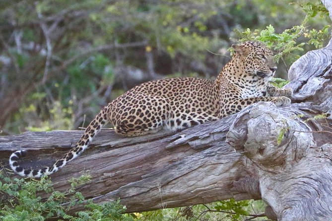 Private Safari at Yala National Park - Pricing and Reservation Details