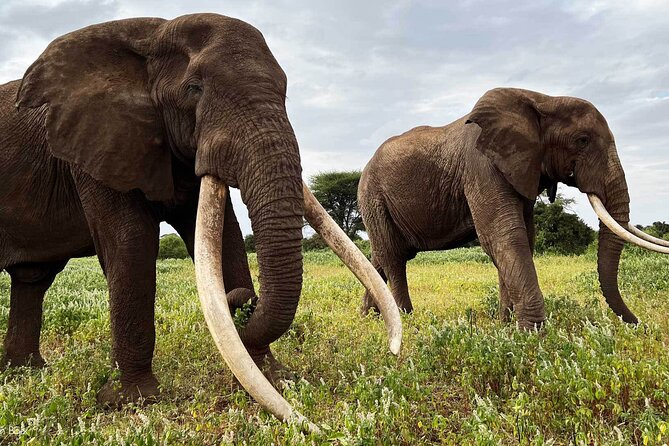 Private Safari Day-Tour in Amboseli National Park - Frequently Asked Questions