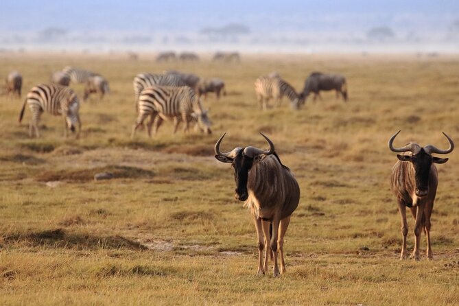 Private Safari Day-Tour in Amboseli National Park - The Sum Up