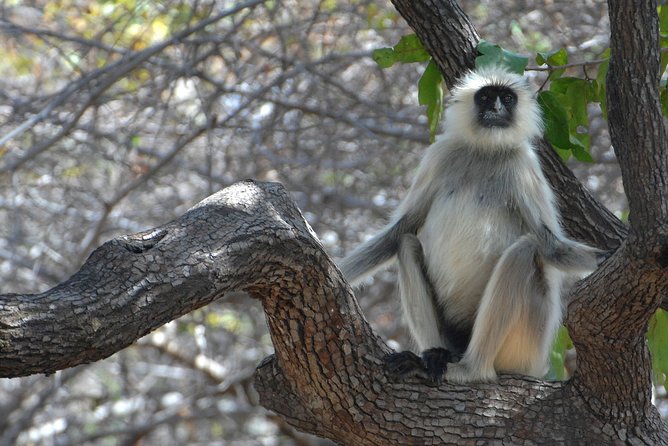 Private Safari Excursion to Panna National Park From Khajuraho - Safari Experience Highlights