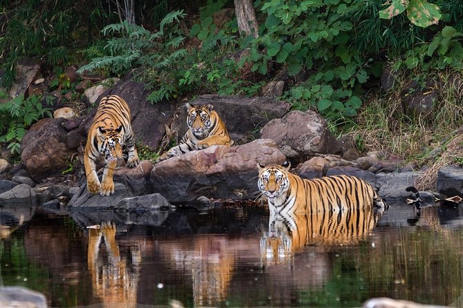 Private Safari Excursion to Panna National Park From Khajuraho - Inclusions and Amenities