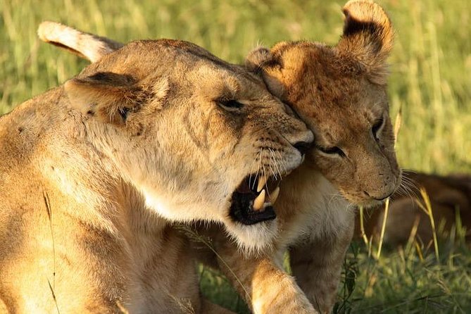 Private Safari for Couples | 5 Day - The Sum Up