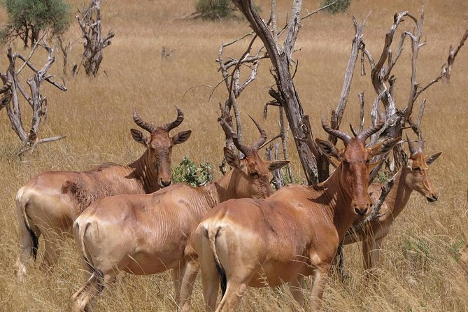 Private Safari, Nairobi National Park/elephant & Giraffe Centre - Pricing and Reservation Options