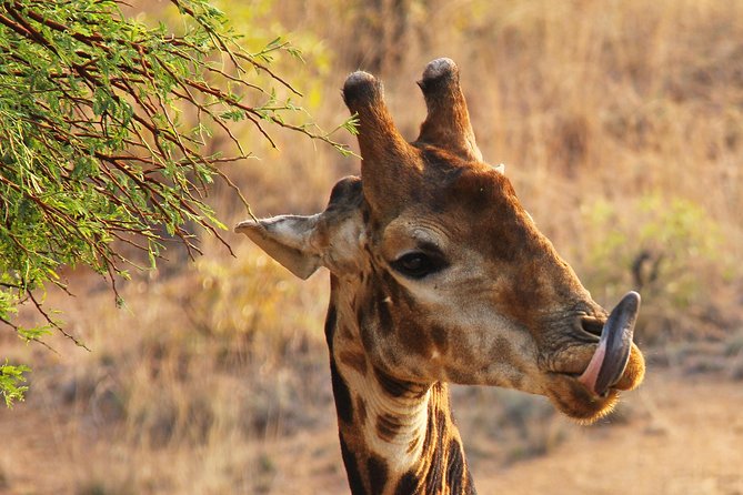Private Safari, Nairobi National Park/elephant & Giraffe Centre - Frequently Asked Questions