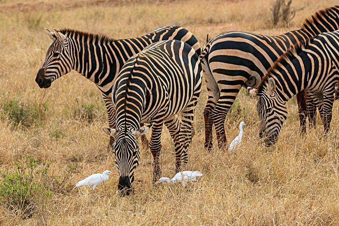 Private Safari, Nairobi National Park/elephant & Giraffe Centre - The Sum Up