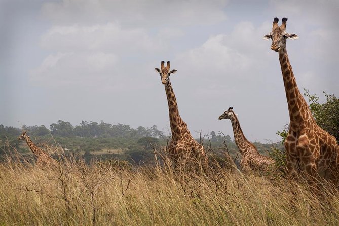 Private Safari Nairobi National Park in 4*4 Landcruiser - Cancellation Policy