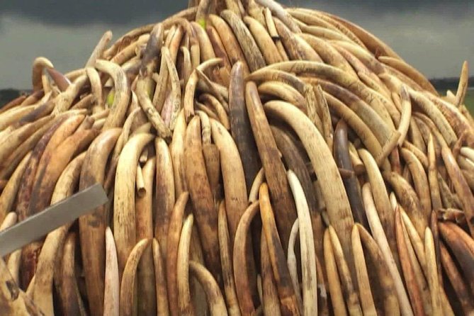 Private Safari Nairobi National Park in 4*4 Landcruiser - Frequently Asked Questions