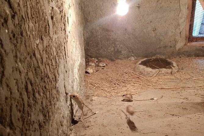 Private Safari Tour To Africano Park Alexandria From Cairo - Good To Know