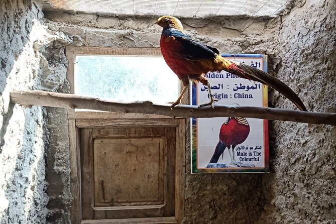 Private Safari Tour To Africano Park Alexandria From Cairo - What To Expect