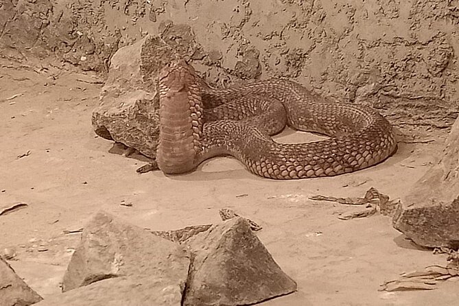 Private Safari Tour To Africano Park Alexandria From Cairo - Pricing Information