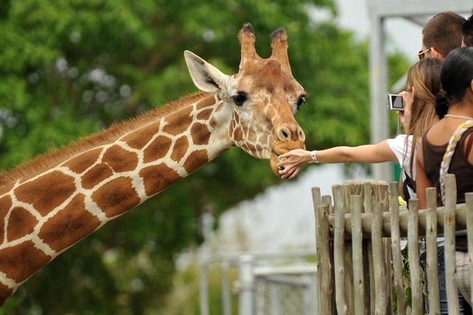 Private Safari Walk Tour, Giraffe Center and Bomas In Nairobi - Good To Know