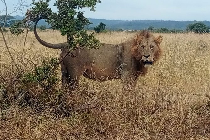 Private Safari Walk Tour, Giraffe Center and Bomas In Nairobi - Tour Location