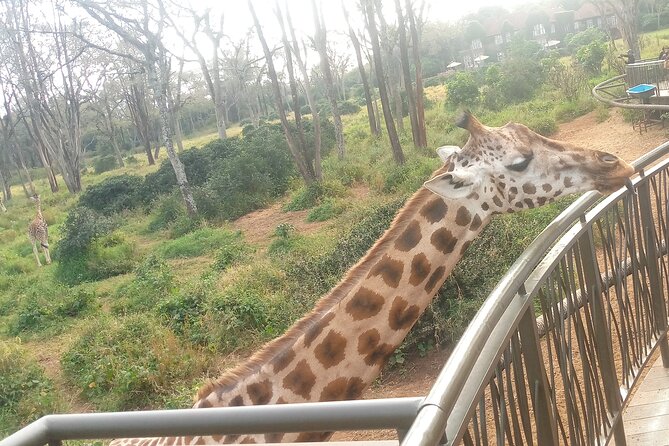 Private Safari Walk Tour, Giraffe Center and Bomas In Nairobi - Inclusions and Fees