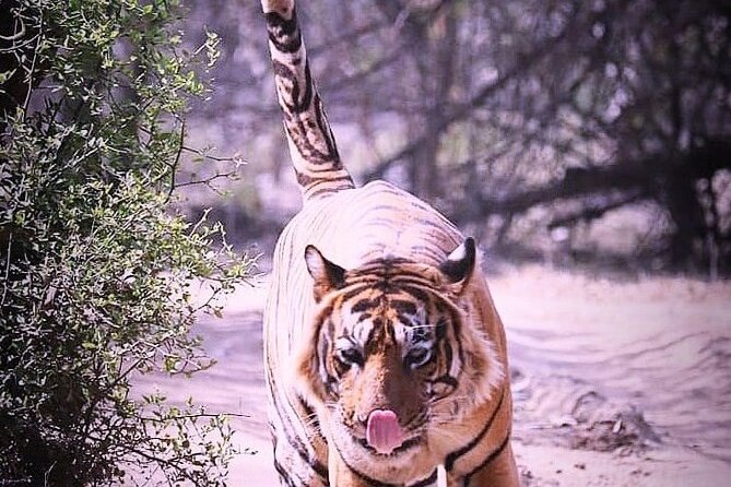 Private Safari With Optional Add-Ons, Ranthambore Park (Feb ) - Pricing and Booking Details