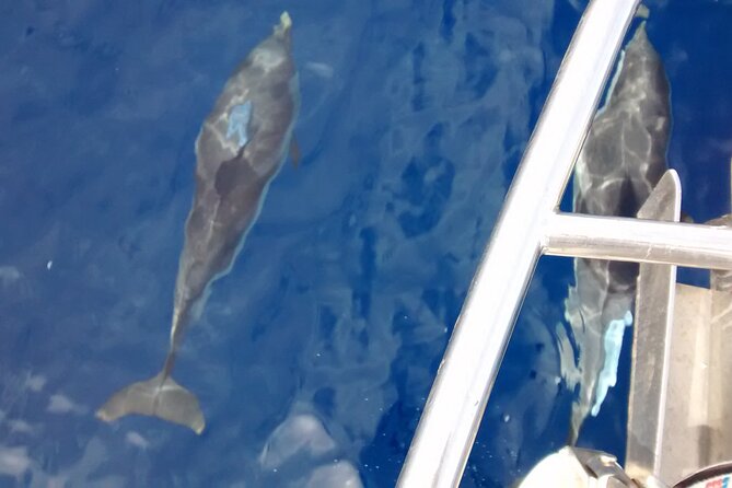 Private Sailing Cruises - Viator Help Center
