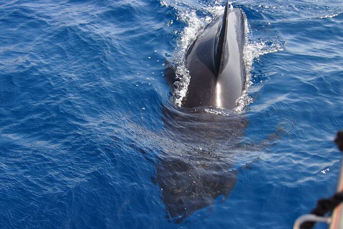 Private Sailing Experience From Estepona - Common Questions