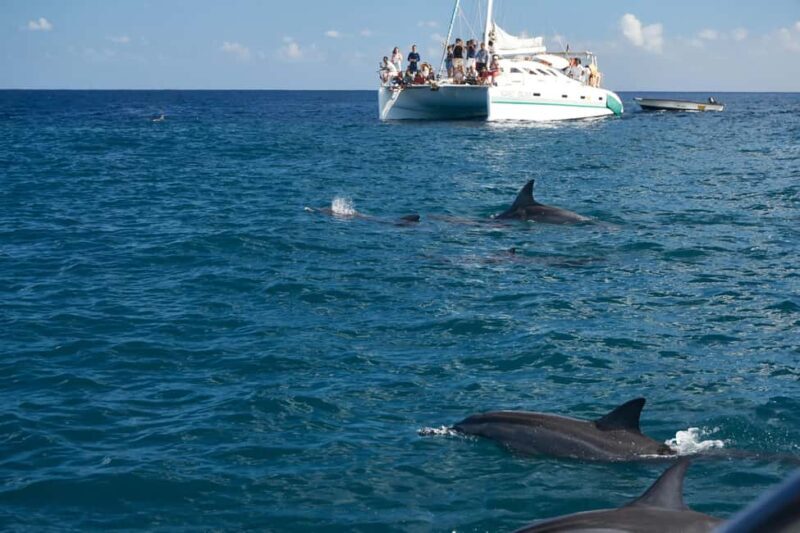 Private: Samana: Bay of Samaná Whale Watching Experience - Good To Know
