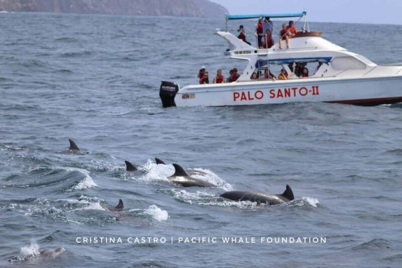 Private: Samana: Bay of Samaná Whale Watching Experience - Who Would Love This Tour?