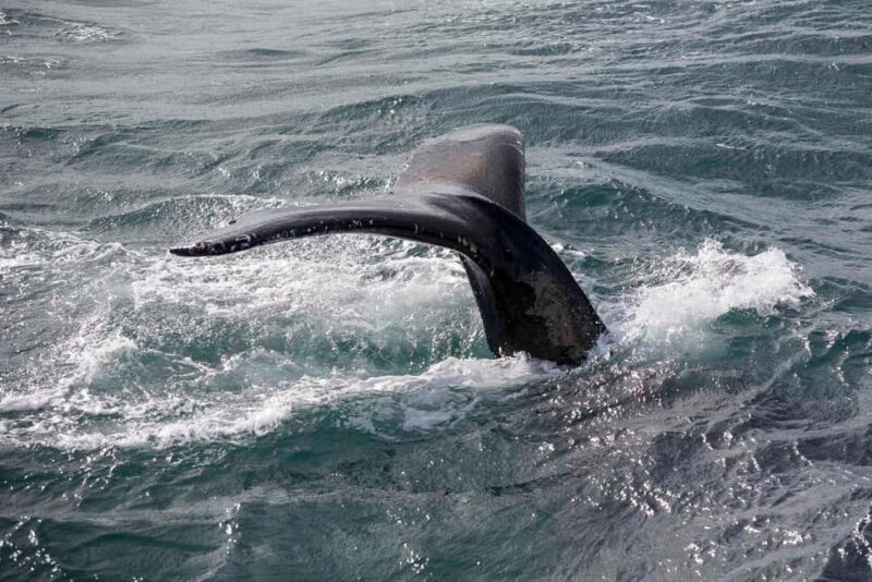 Private: Samana: Bay of Samaná Whale Watching Experience - The Sum Up