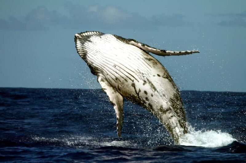 Private: Samaná Whale & Cayo Levantado Luxury Day Trip - An Unforgettable Journey: Samaná Bay and Beyond