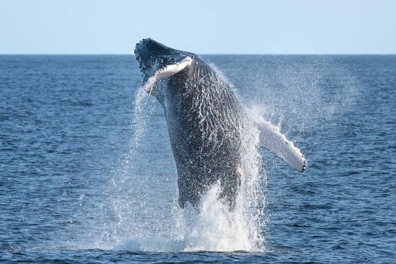 Private: Samaná Whale Sanctuary Cayo Levantado Yacht Charter - Final Thoughts on Value and Experience