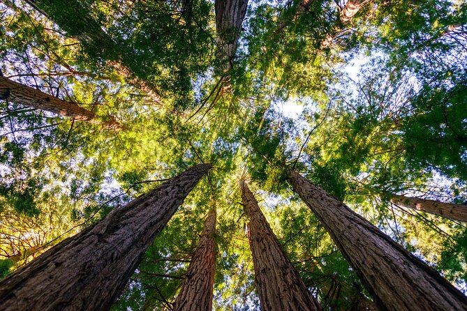 Private San Francisco City Tour and Muir Woods With Sausalito - Traveler Reviews