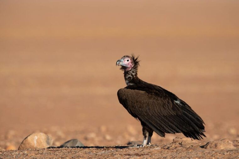 Private Sandwich Harbour 4x4 Tour with Lunch - Walvis Bay - Picnic in the Desert: Gourmet Meals Amidst Nature