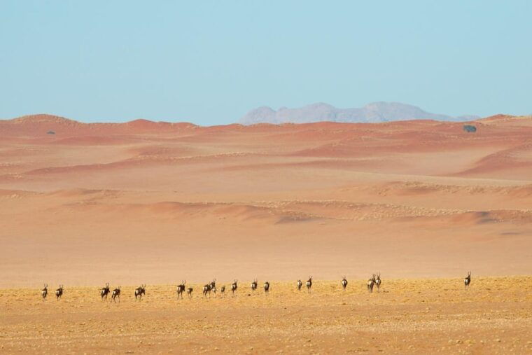 Private Sandwich Harbour 4x4 Tour with Lunch - Walvis Bay - Wildlife and Birdwatching Opportunities