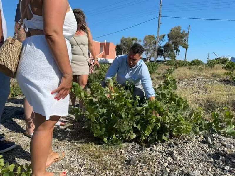 Private Santorini Wine Journey: 2 Top Wineries & Local Lunch - Good To Know