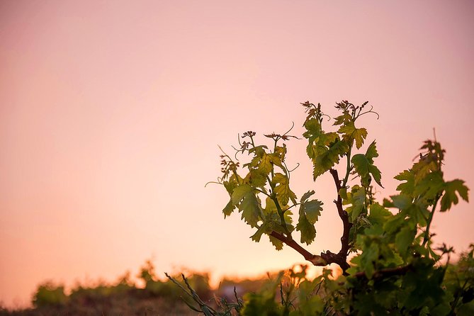 Private Santorini Wine Roads Tour With Tastings - Common Questions