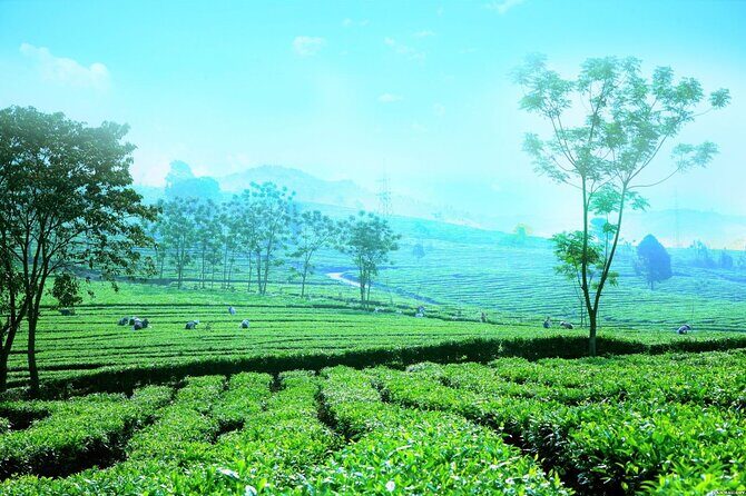 Private Sapa Motorbike Tour - Tea Hill - An In-Depth Look at the Sapa Motorbike Tour