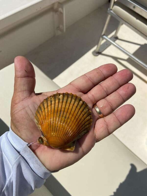 Private Scallop Hunt and Snorkel - Final Thoughts