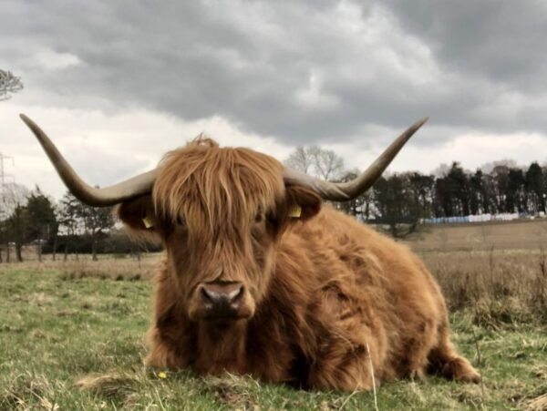 Private Scottish Central Highlands Countryside Tour - Frequently Asked Questions