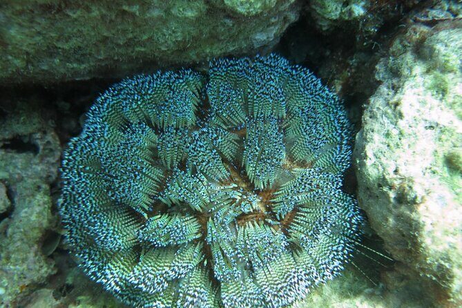 Private Scuba Diving Experience at Marine Park Included Lunch - Good To Know