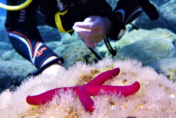 Private Scuba Diving Experience in Mandraki - Inclusions and Services Provided