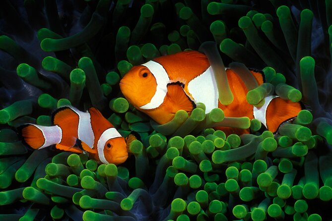 Private Scuba Diving Initiation With Licensed Guide - Booking and Confirmation Process