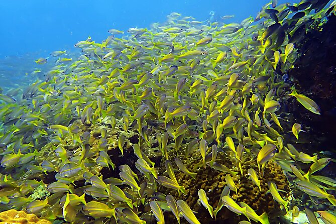 Private Scuba Diving Initiation With Licensed Guide - Tour Details and Inclusions