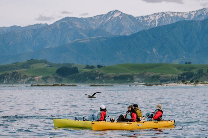 Private Seal Kayaking and Wildlife Tour in Kaikoura - Good To Know