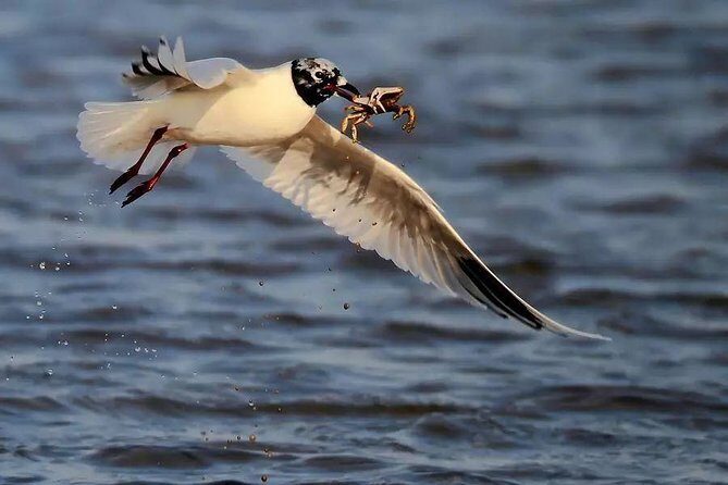 Private Seasonal Day Tour to Beidaihe from Beijing with Birding Experience - What Makes This Tour Stand Out