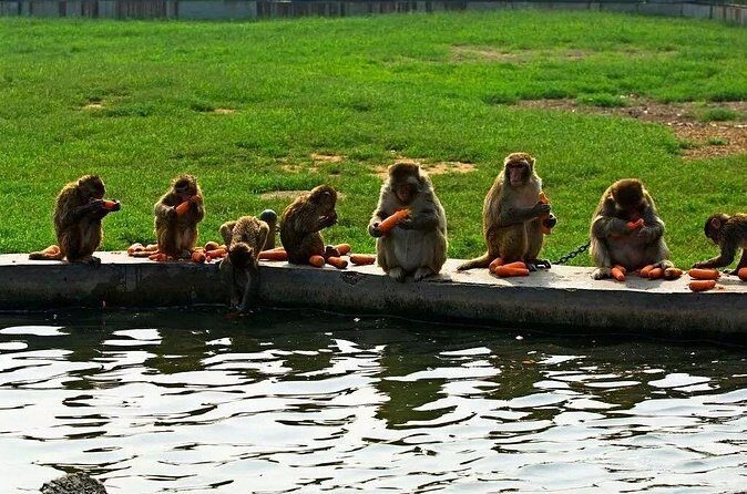 Private Seasonal Day Tour to Beidaihe from Beijing with Birding Experience - Frequently Asked Questions