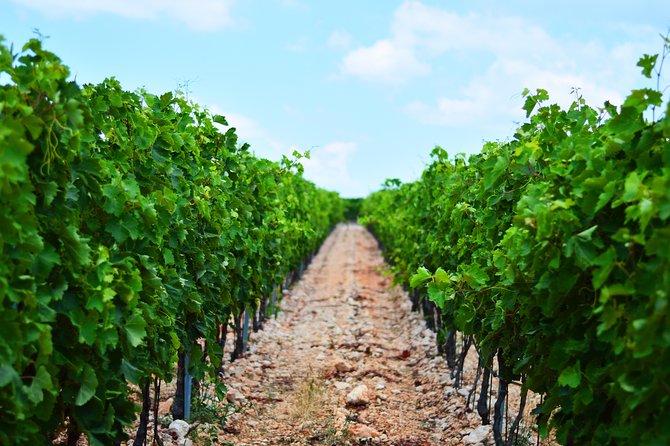 PRIVATE -Secrets of Dalmatian Karst & Wine Experience - Customer Reviews