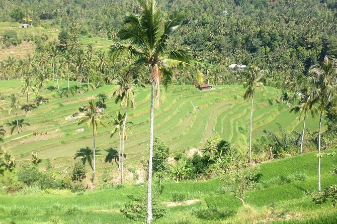 Private Sekumpul Waterfalls Trekking Tour - Overview of the Private Sekumpul Waterfalls Tour