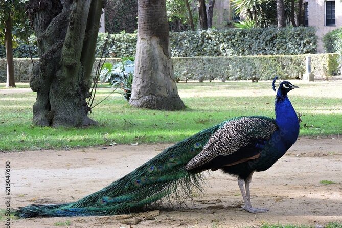 Private Sevilla Tour for Families With Children and Teens... - Price and Terms