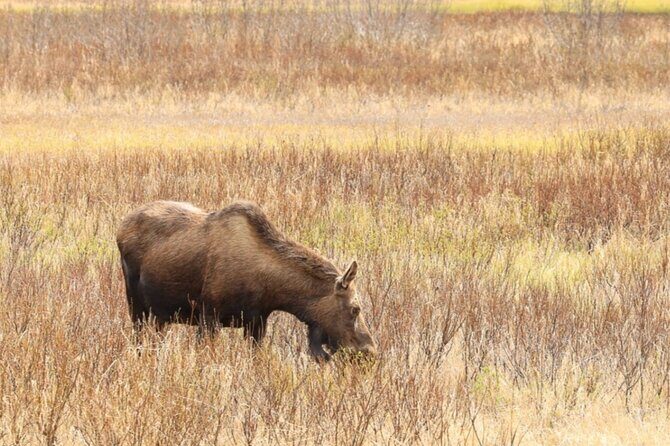 Private Seward Cruise Transfer & Scenic Tour for Large Groups - The Itinerary in Detail: What You Can Expect