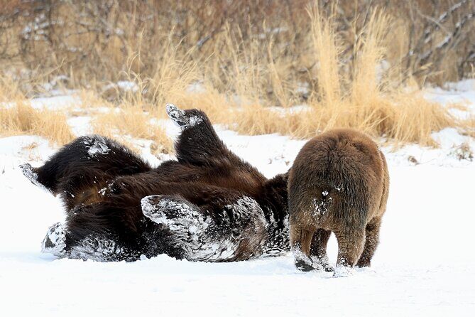 Private Seward Cruise Transfer & Scenic Tour for Large Groups - Final Thoughts: Is This Experience Worth It?